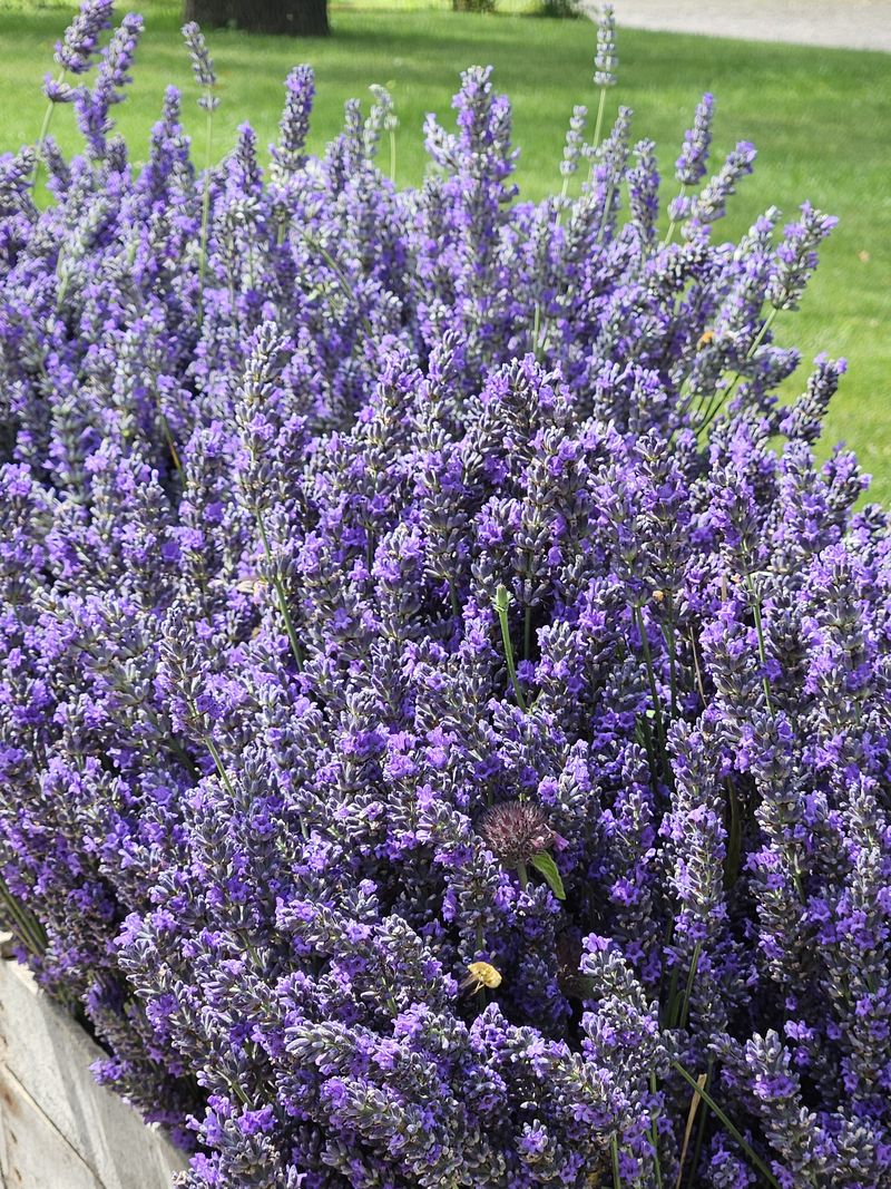 Spighe di lavanda in fioritura