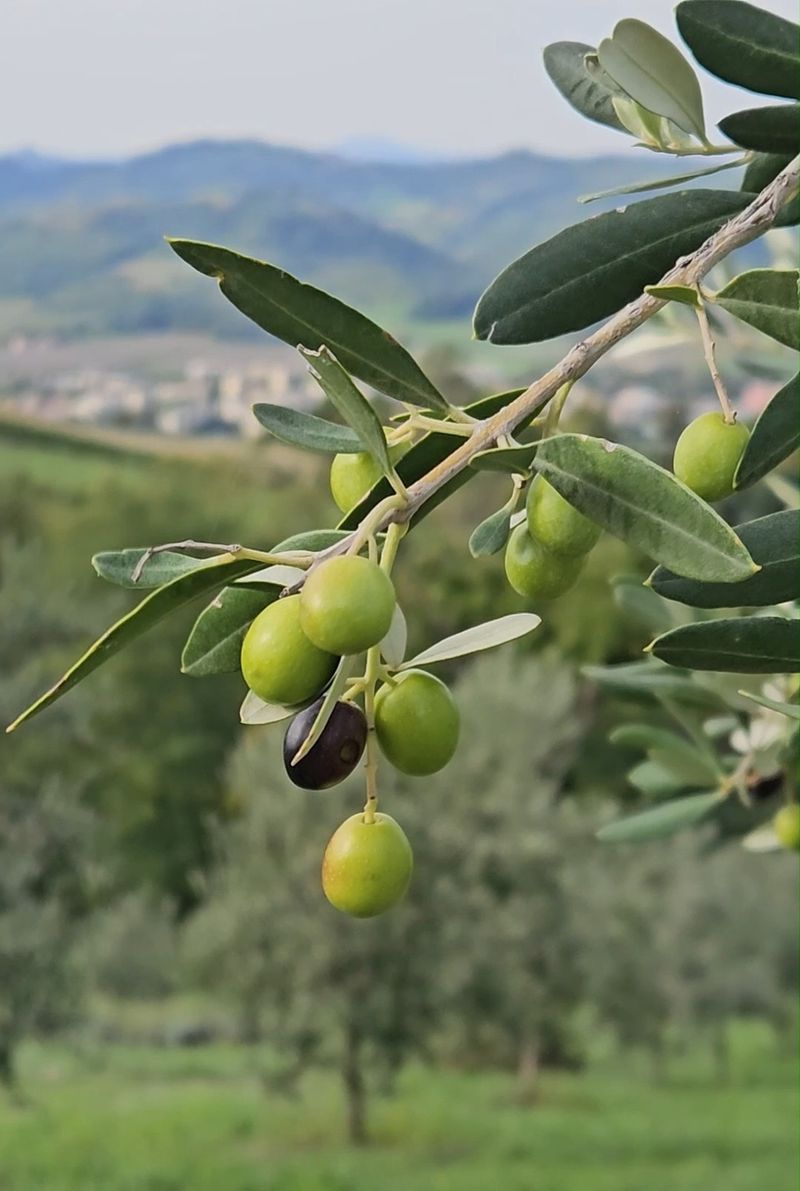 Ramo di olivo con olive verdi e mature, davanti all'uliveto e ai colli bolognesi